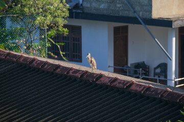 A big bird sits on the roof of a village house