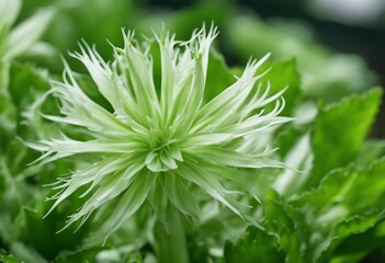 Endive (Cichorium endivia) with beautiful soft green leaves isolated on white