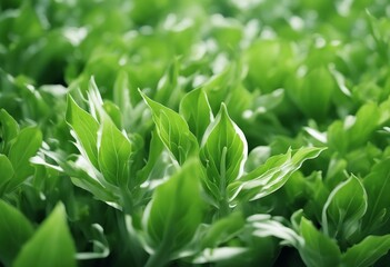 Endive (Cichorium endivia) with beautiful soft green leaves isolated on white - obrazy, fototapety, plakaty