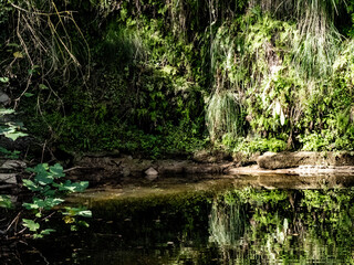 paisaje verde con reflejos