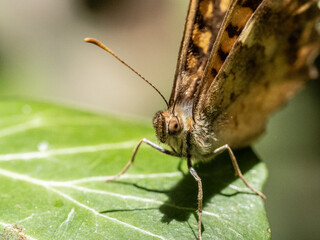 mariposa marron de cerca