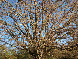 Albero