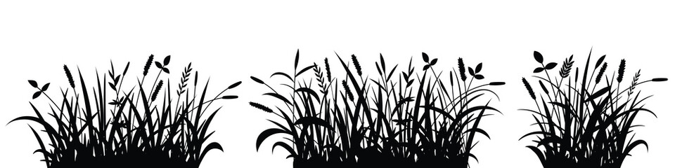 Drawn wild grass isolated on white background, vector design - obrazy, fototapety, plakaty