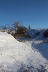 A snowy field with trees