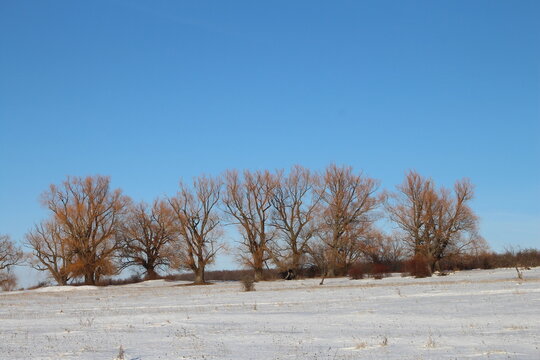 A snowy field with trees