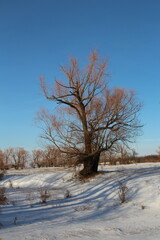 A tree in a snowy field