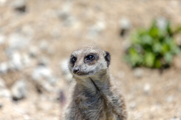 Pack of Lemurs in London Zoo