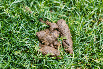 Fresh poop made by dog in a green grass. Park in a France.