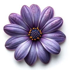 Fototapeten A close up of a purple flower on a white surface © Friedbert