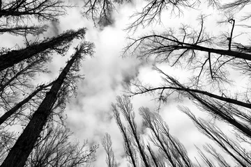 Zelfklevend Fotobehang Poplar grove under cloudy sky © SoniaBonet