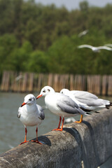 Seagulls stand on a cement bridge railing at Bang Pu.Seagulls at Bang Pu