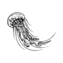 Underwater world clipart with Jellyfish. Graphic illustration hand drawn in black ink. Isolated object EPS vector.