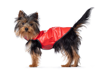 Cute little black and tan Yorkshire Terrier dog puppy, standing side ways wearing red rain coat. Looking towards camera. Isolated on a white background.