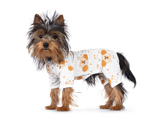 Cute little black and tan Yorkshire Terrier dog puppy, standing side ways wearing pyjama. Looking towards camera. Isolated on a white background.