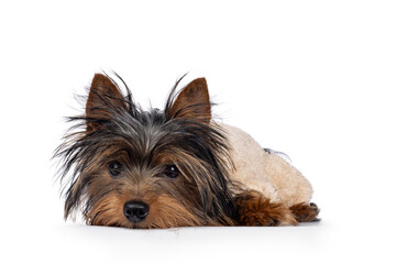 Cute little black and tan Yorkshire Terrier dog puppy, laying head down facing front wearing soft warm sweater. Looking towards camera. Isolated on a white background.