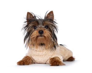 Cute little black and tan Yorkshire Terrier dog puppy, laying down facing front wearing soft warm sweater. Looking towards camera. Isolated on a white background.
