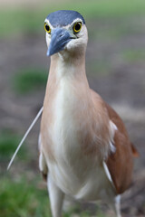 Close up of an adult nankeen night heron, seen from in front, with a shallow depth of field and the bird's yellow and black eyes in focus
