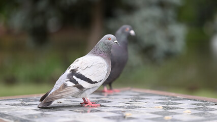 Pigeon standing on an outdoor table featuring a checkerboard or chessboard pattern on its surface, with a second pigeon in the background