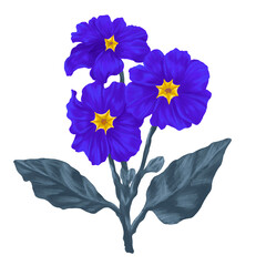 blue primrose flower digital painting illustration