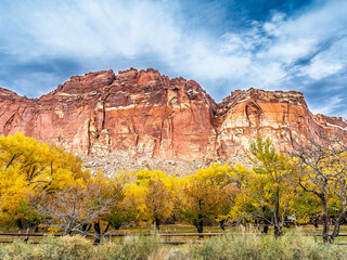 Autumn leaves and trees in Grand Capitol Reef, Utah USA