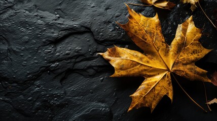 Dried maple leaf on a rough black background with water droplets