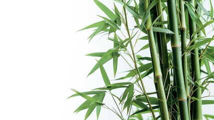 Green bamboo stalks and leaves on a white background