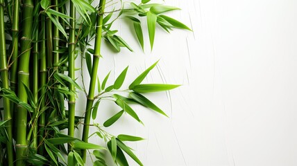 Dense green bamboo shoots and leaves against white