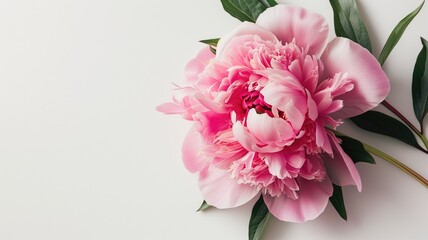 Vibrant pink peony flower on a white backdrop