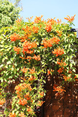 Fototapeta na wymiar Orange elongated flowers, green leaves, and a brick-colored wall