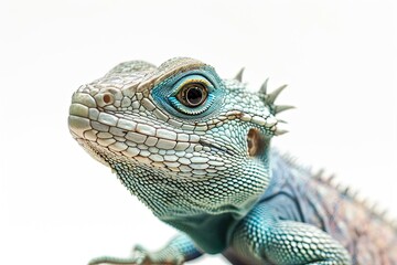 Obraz premium Lizard Iguana Isolated on white