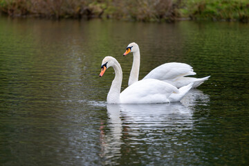 A Pair of Swans at RAF Greenham Common near Newbury, England