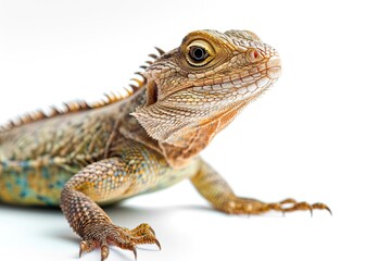Lizard Iguana Isolated on white