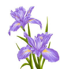 Blue irish flower digital painting illustration