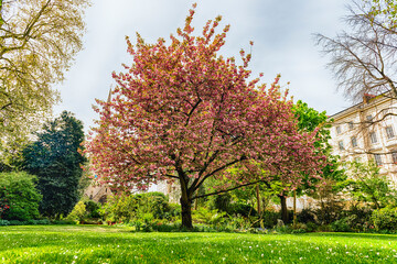 Fototapeta na wymiar Idillic cherry blossom tree in bloom, London, England, UK