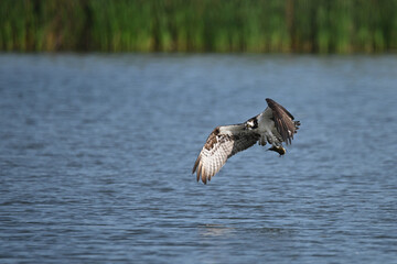 Osprey bird plunging down to catch fish along a bay in Lake Ontario