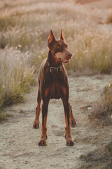 Graceful Guardian: Majestic Doberman Posing in Natural Splendor. Perro doberman posando elegante