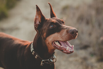 Graceful Guardian: Majestic Doberman Posing in Natural Splendor. Perro doberman con boca abierta y dientes blancos