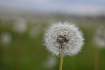 Dandelion In Field