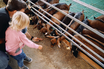 Dad with a little girl feeding grain to a herd of goats in a paddock at a farm
