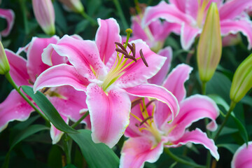 Lily pink flowers  full blooming. flower on plants in garden. beautiful lily petal nature  background and wallpaper