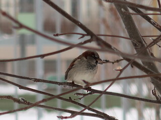 A grey bird on a branch