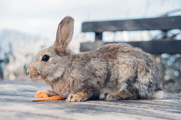 Cute funny domestic rabbit eating carrot. Farm life
