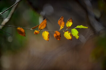 Obraz premium Autumn leaves in the forest, La Pampa Province, Patagonia, Argentina.