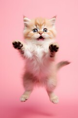 Cute cat on coloured studio background.