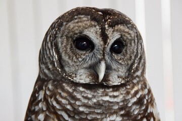 barred owl bird close up