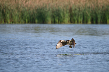 Fototapeta premium Osprey bird plunging down to catch fish along a bay in Lake Ontario
