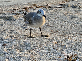 Seagull on Beach at Sunset Sanibel Florida