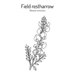 Field restharrow (Ononis arvensis), medicinal plant