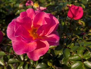 Blooming Pink Roses Bathed in Sunlight, close-up shot