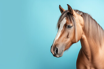 horse on blue background, copy space for text